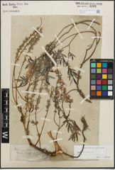 Foto von Salix repens subsp. rosmarinifolia (L.) Andersson